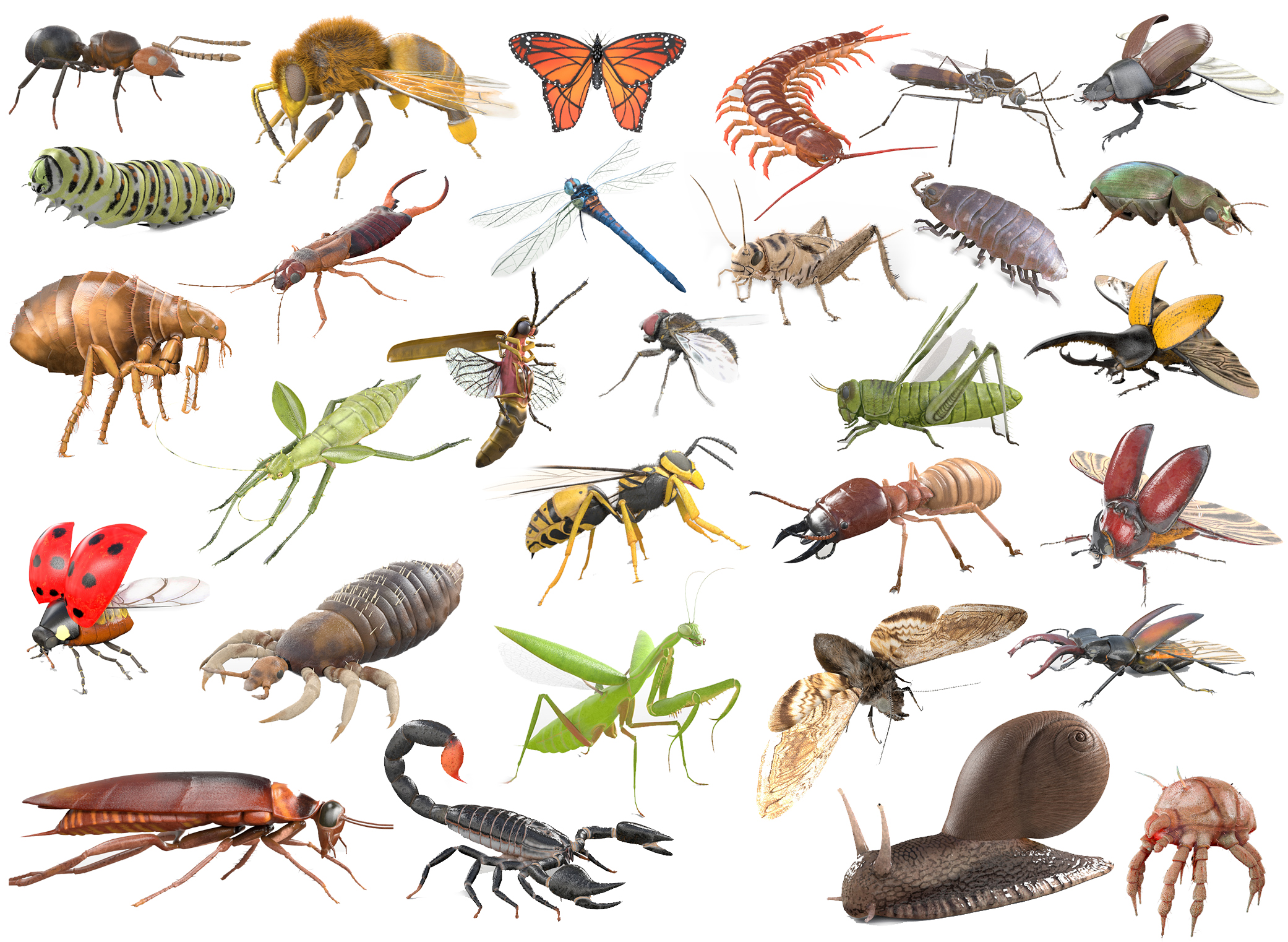 Insect collection 30 set 3d model