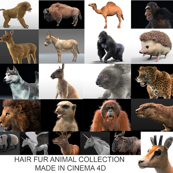 21 Hair fur Animal collection 3d model