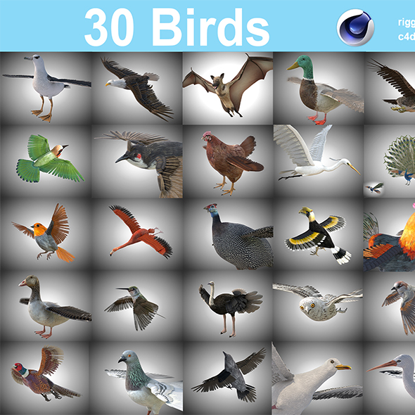 30 Birds collection 3d model