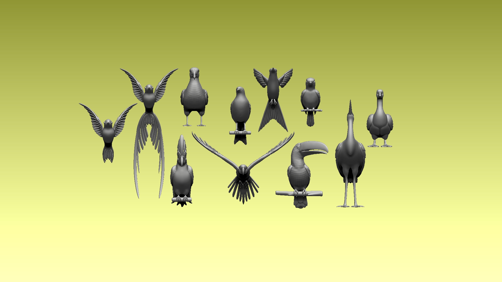 birds