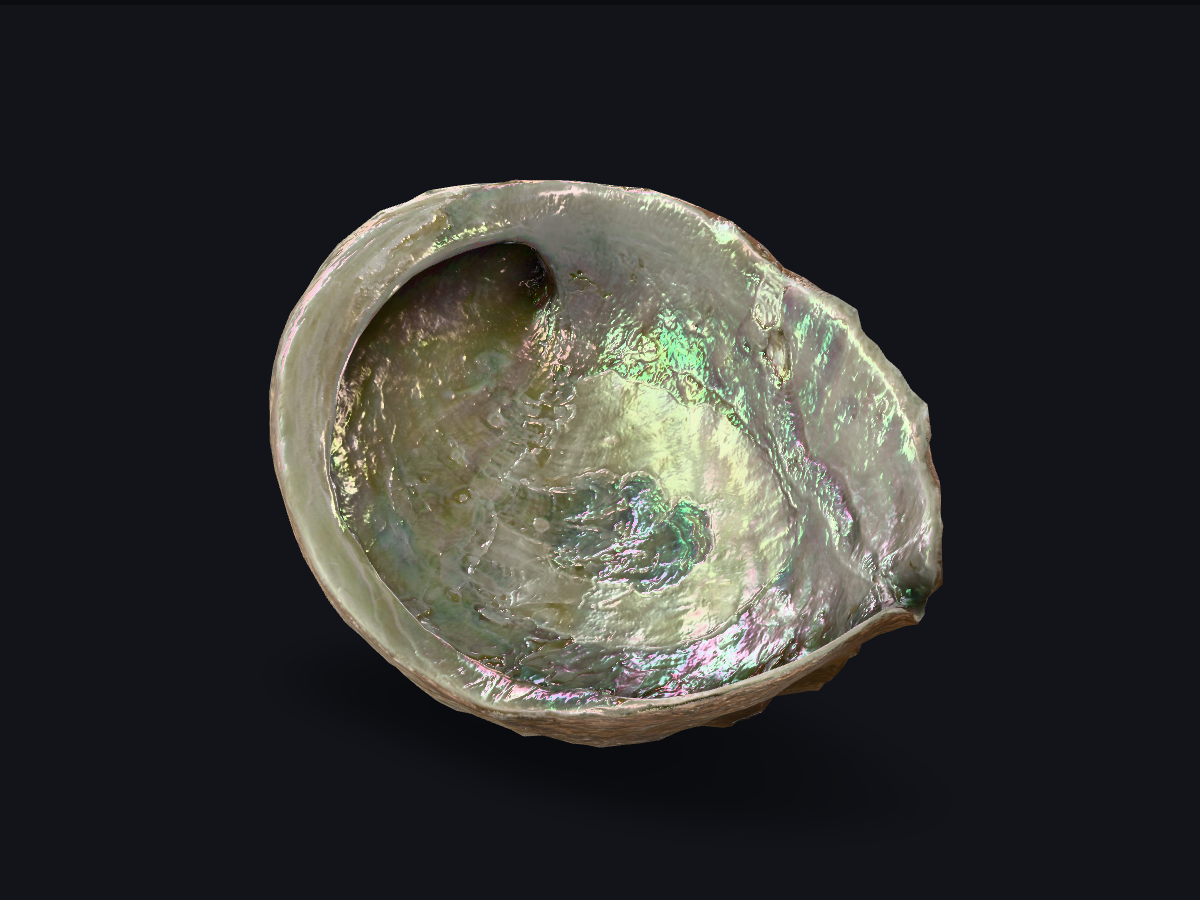 Abalone Shell — Iridescent