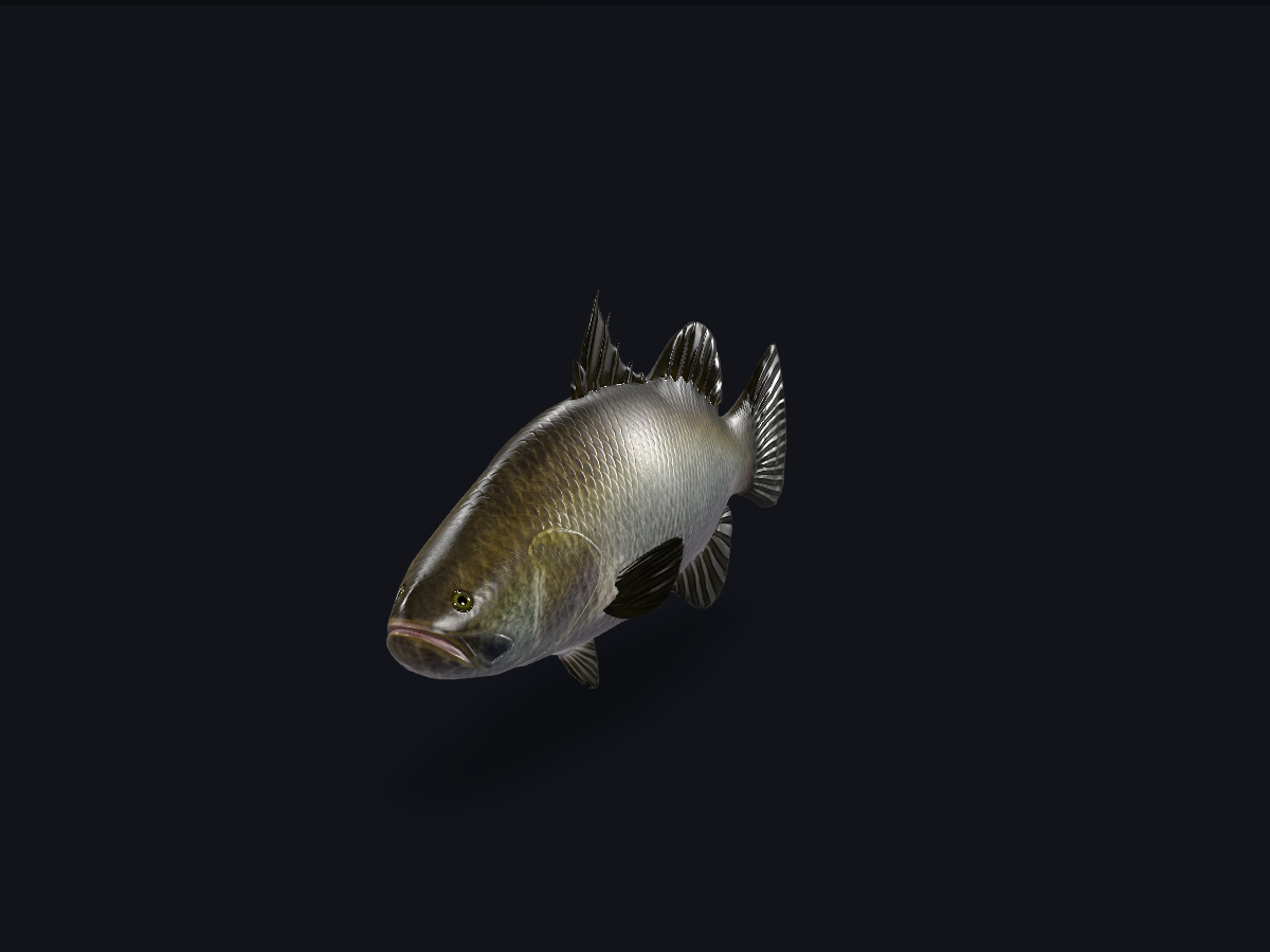 Barramundi Fish