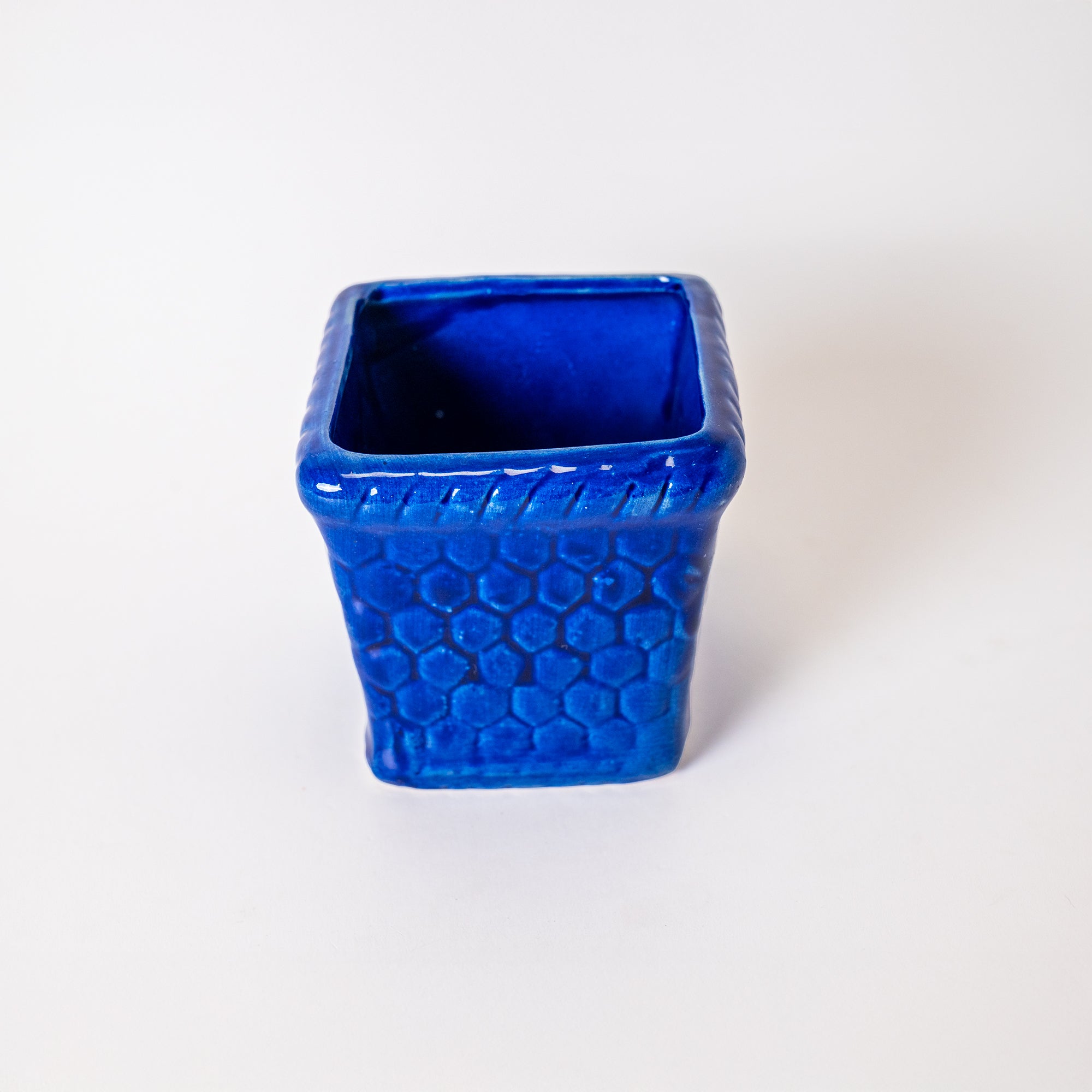 Tranquil Blue Plant — image 4