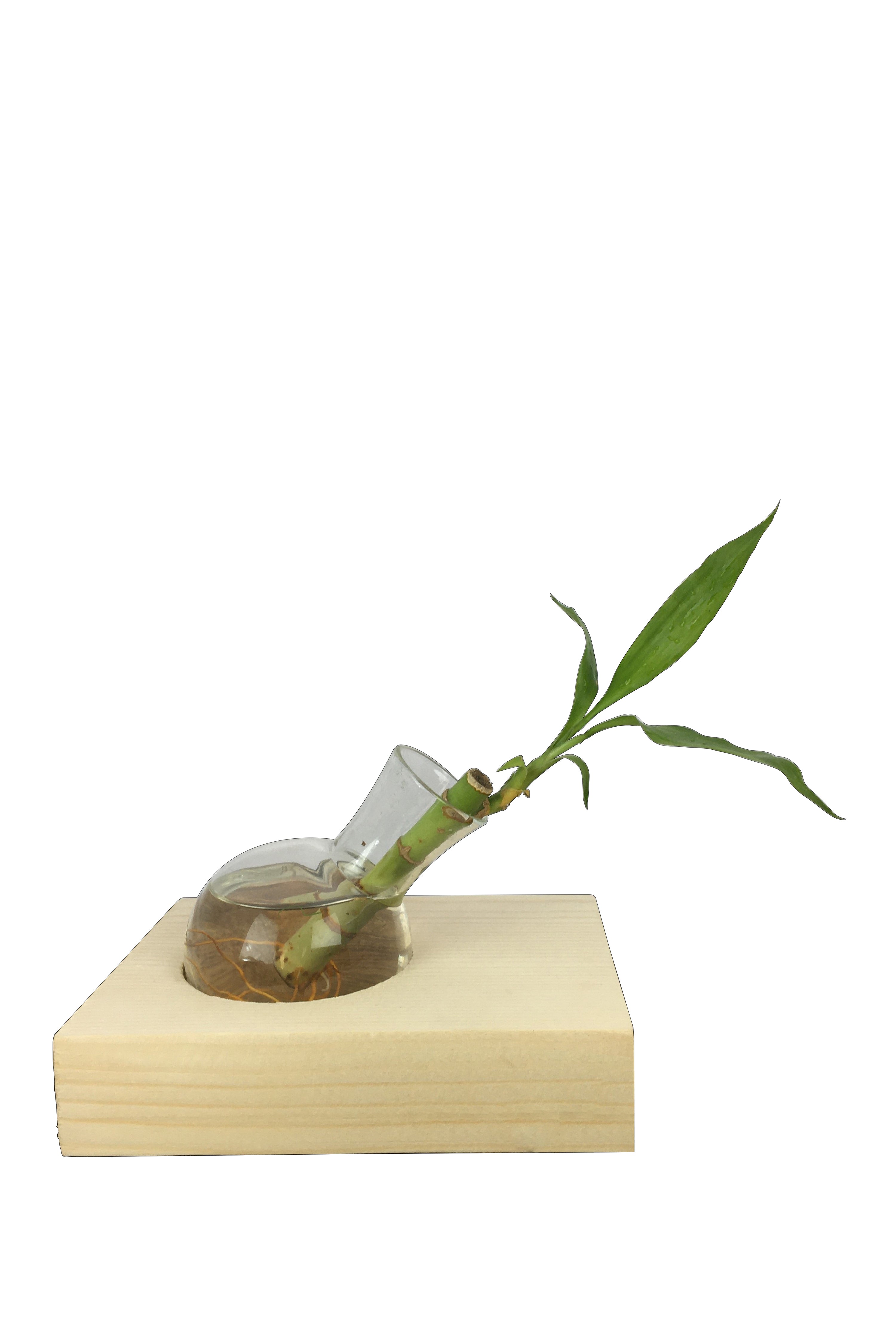 Desktop Garden - Single Bowl Hydroponic Planter — image 1