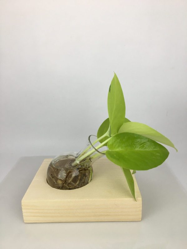 Desktop Garden - Single Bowl Hydroponic Planter — image 2