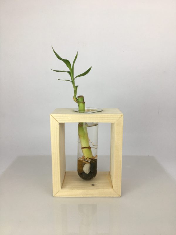 Desktop Garden - Single Test Tube Hydroponic Planter — image 2