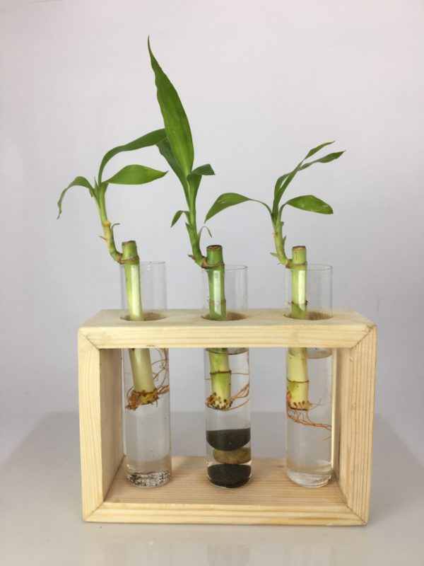 Desktop Garden - Triple Hydroponic Planter — image 2