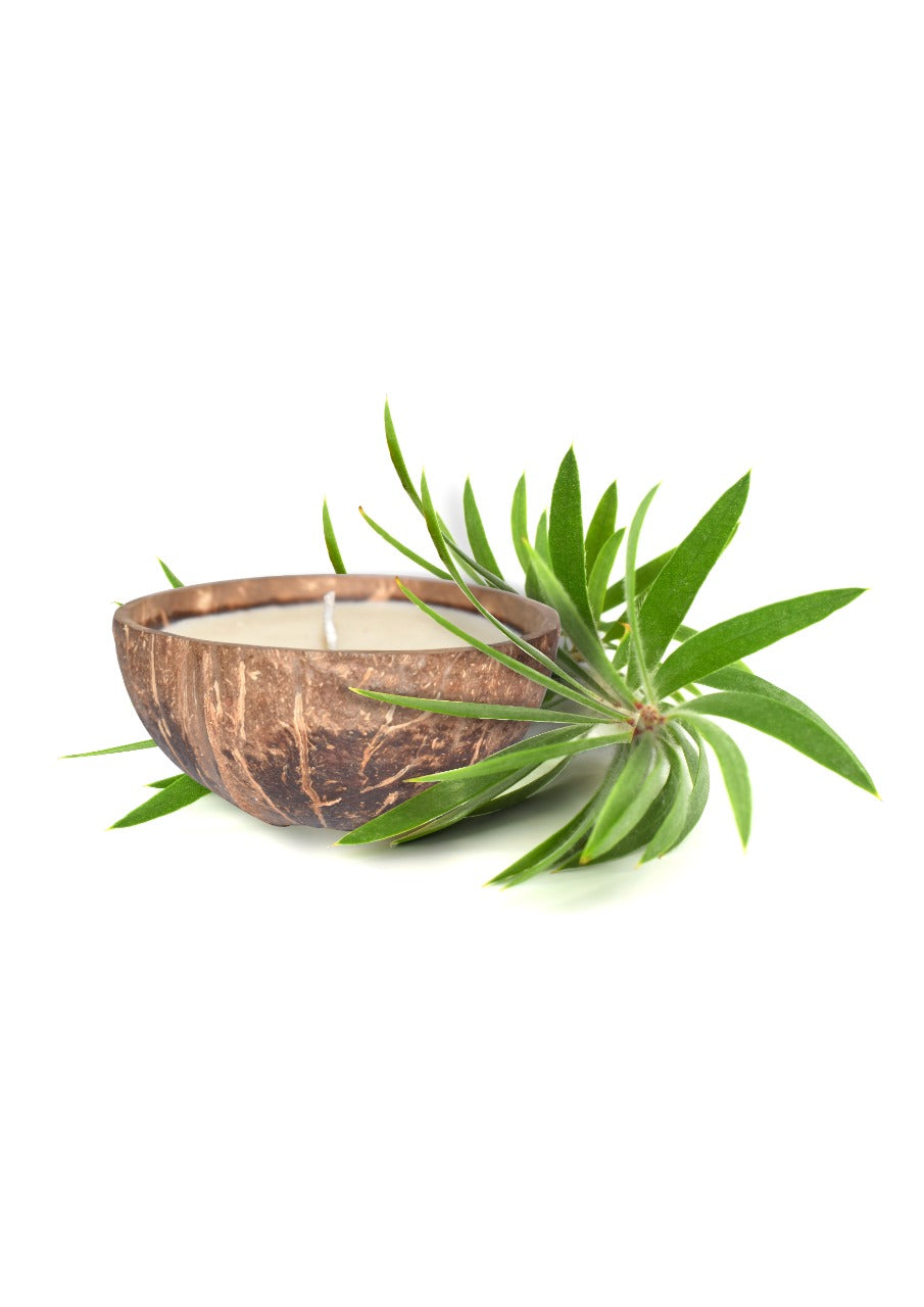 Tea Tree HANDMADE COCONUT SHELL CANDLE — image 2